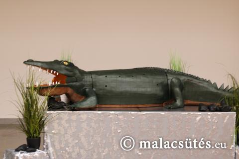 Krokodil tálaló hossza: 3 méter